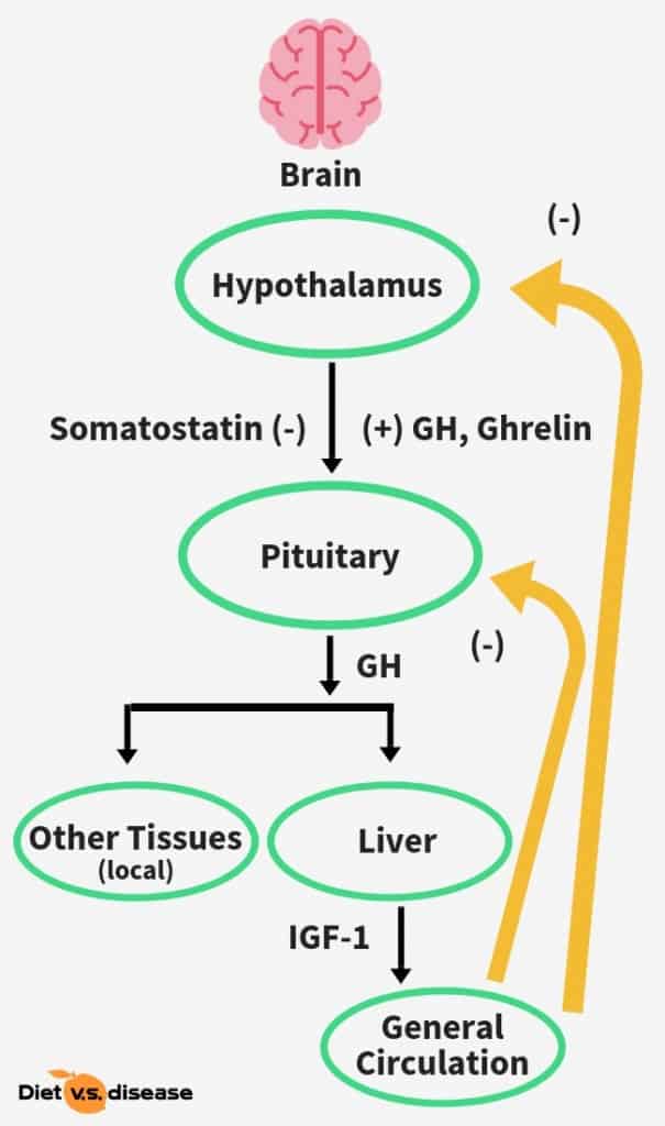 Insulin like Growth Factors IGFs Link10 ir insulin-like-growth-factors-igfs-link10-ir