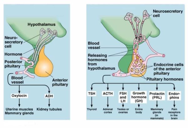 pituitary-gland-link10-ir-link10-ir